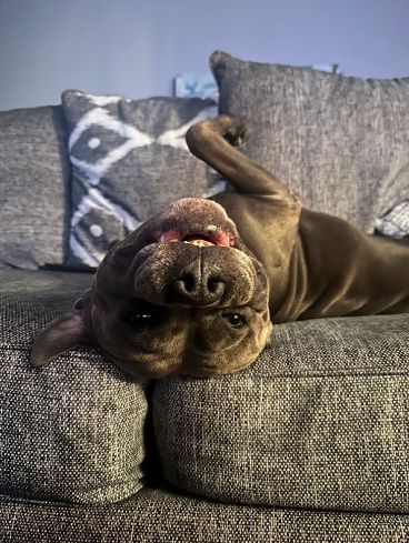 Director of Naps