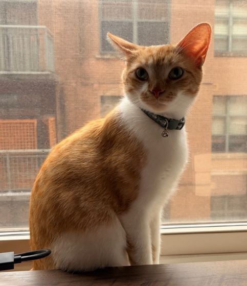 Chief Purrgrammer